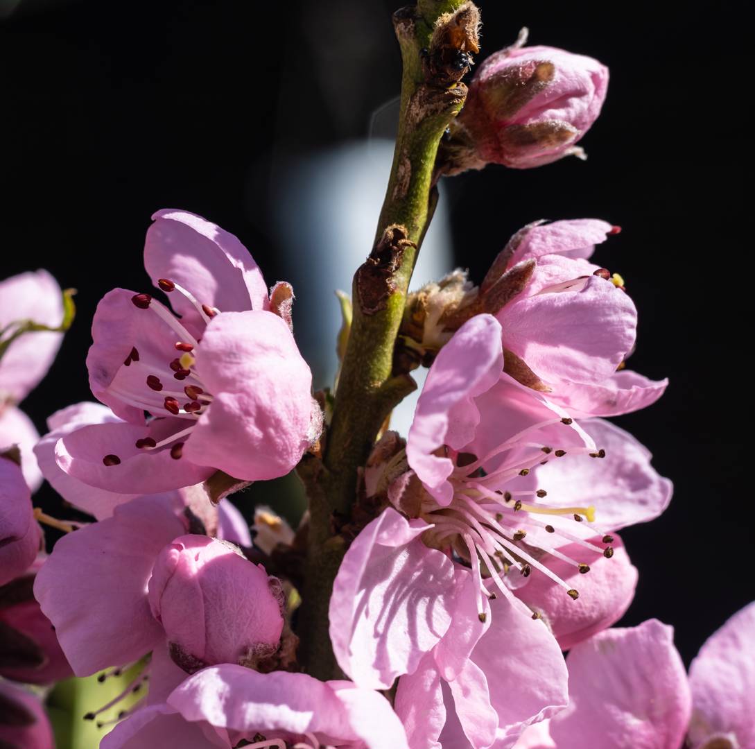 Persika Crimson Bonfire