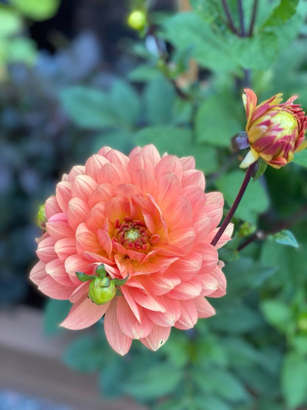 Dahlia Dr P.H. Riedell