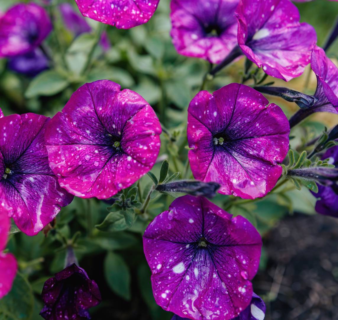 Oh!Garden - Petunia Dot Star Dark Violet