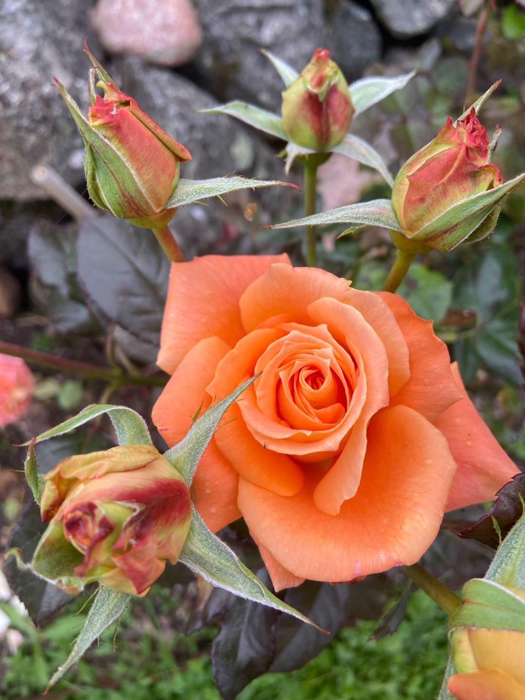 Ros Flora Danica