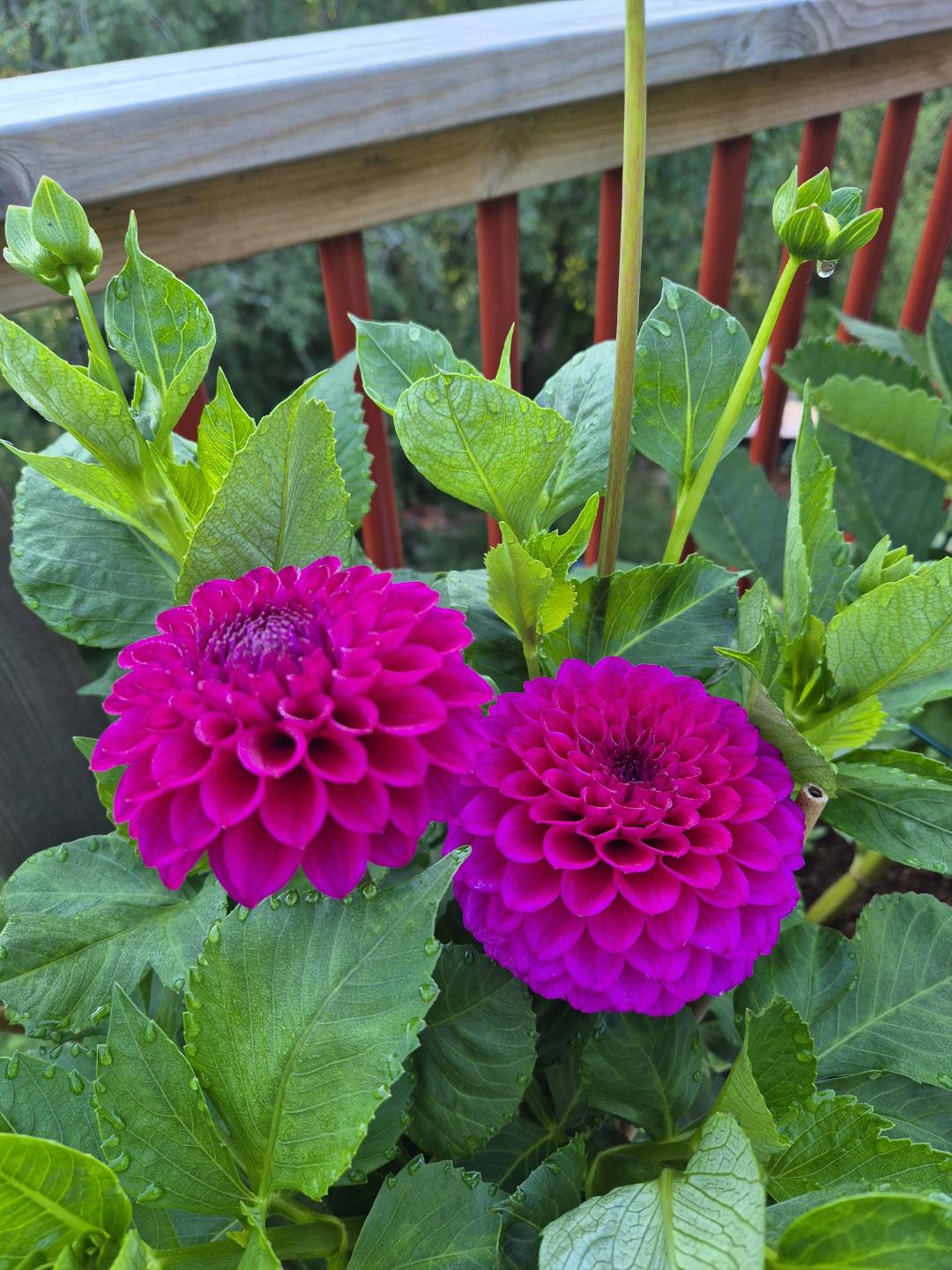 Dahlia Cryfield Harmony