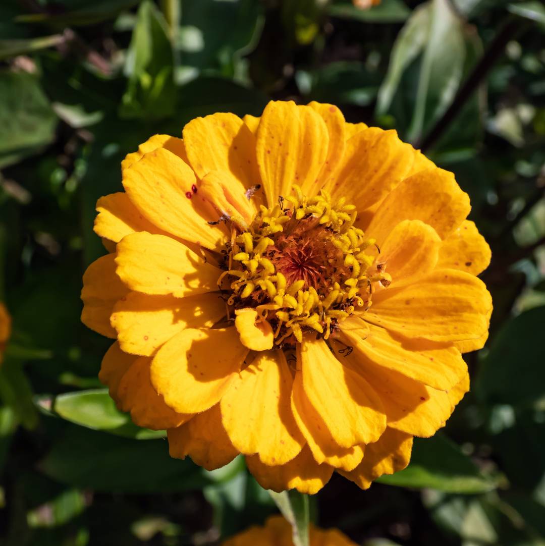 Zinnia Oklahoma Golden Yellow