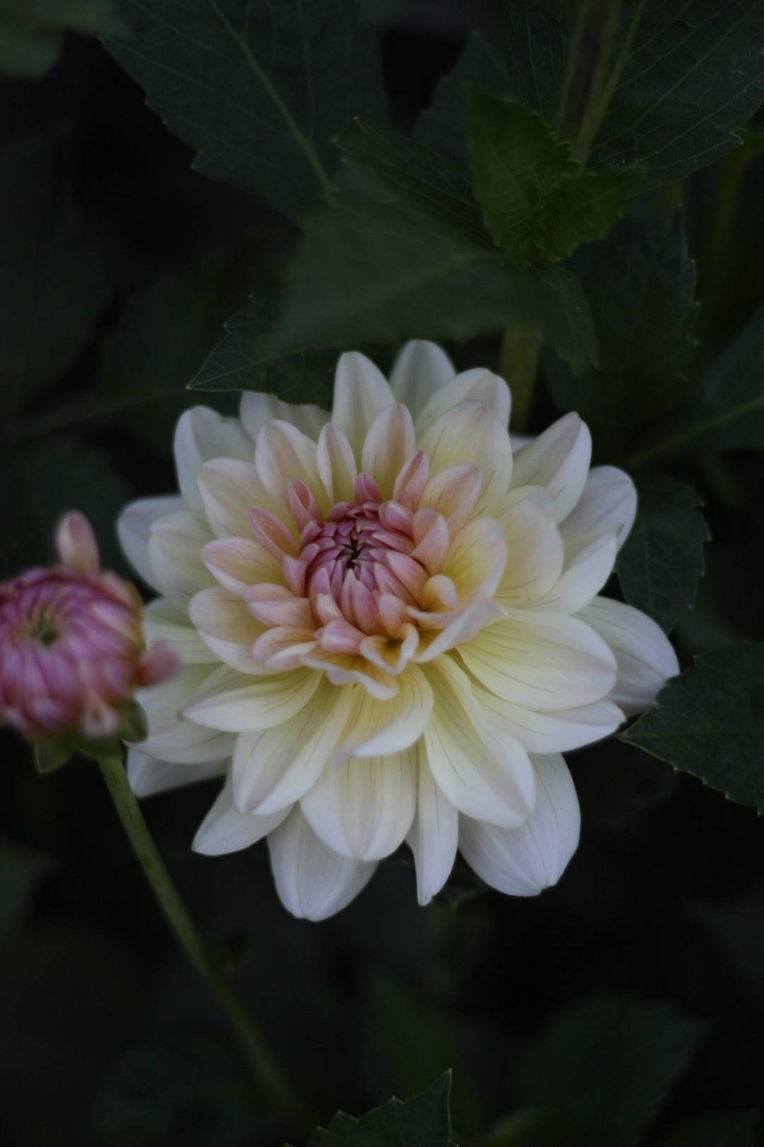 Oh!Garden - Dahlia Maya