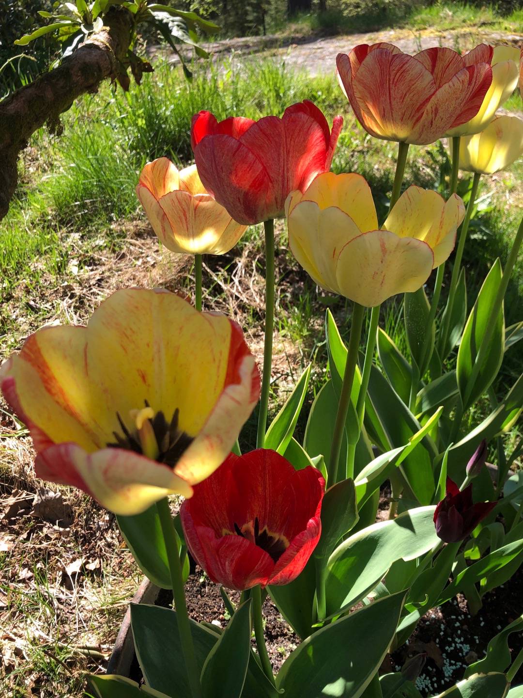 Pensionat Graneliden