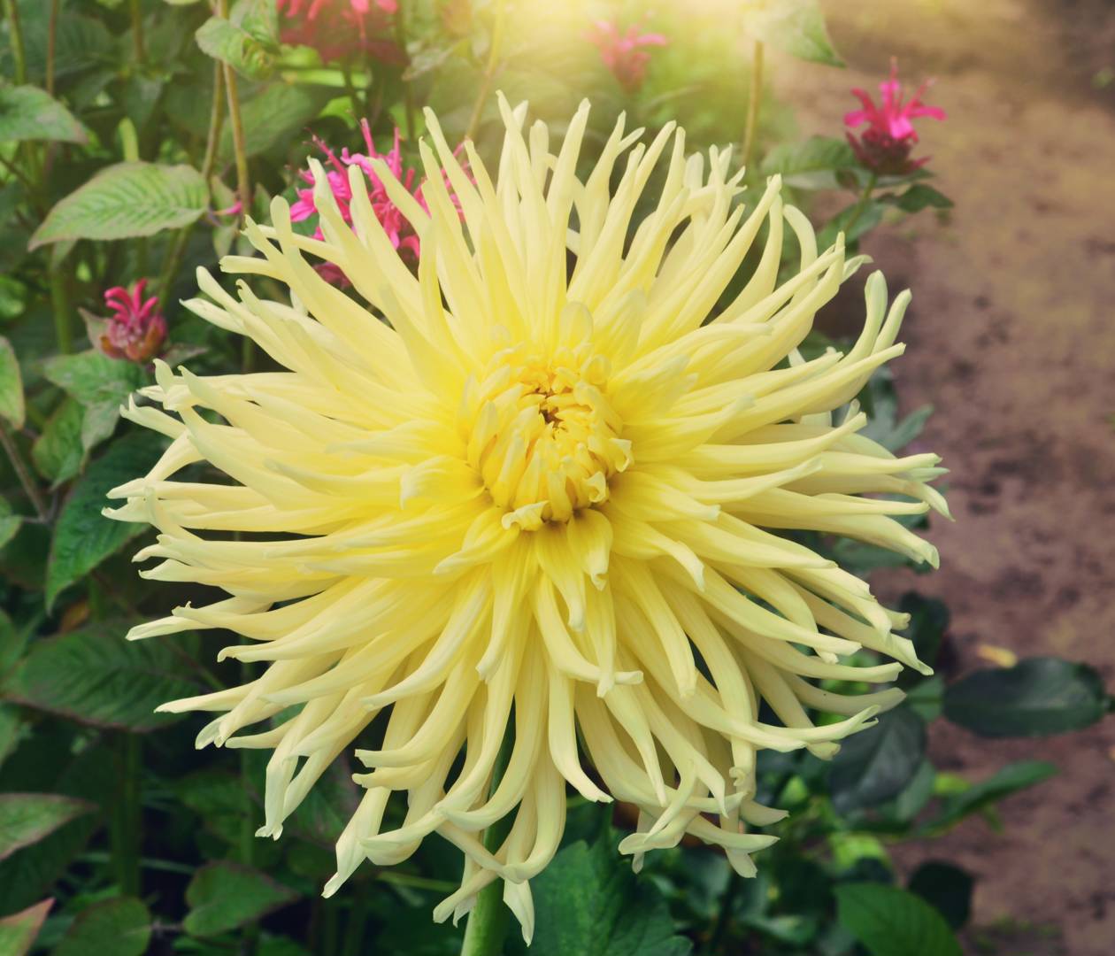 Dahlia Yellow star