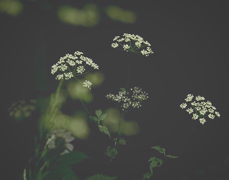 Där knoppar brister