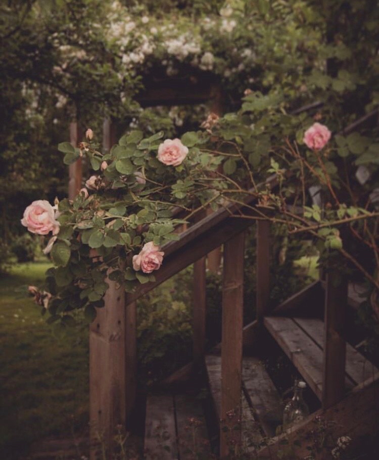 Där knoppar brister