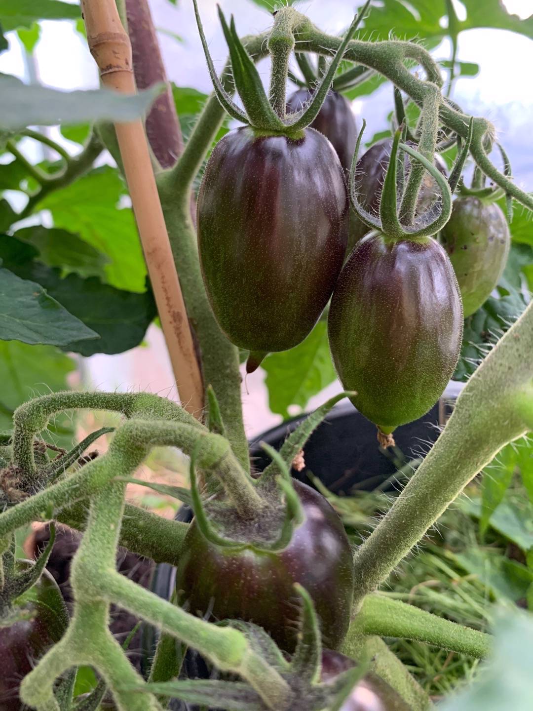 Oh!Garden Dvärgtomat Shadow Boxing