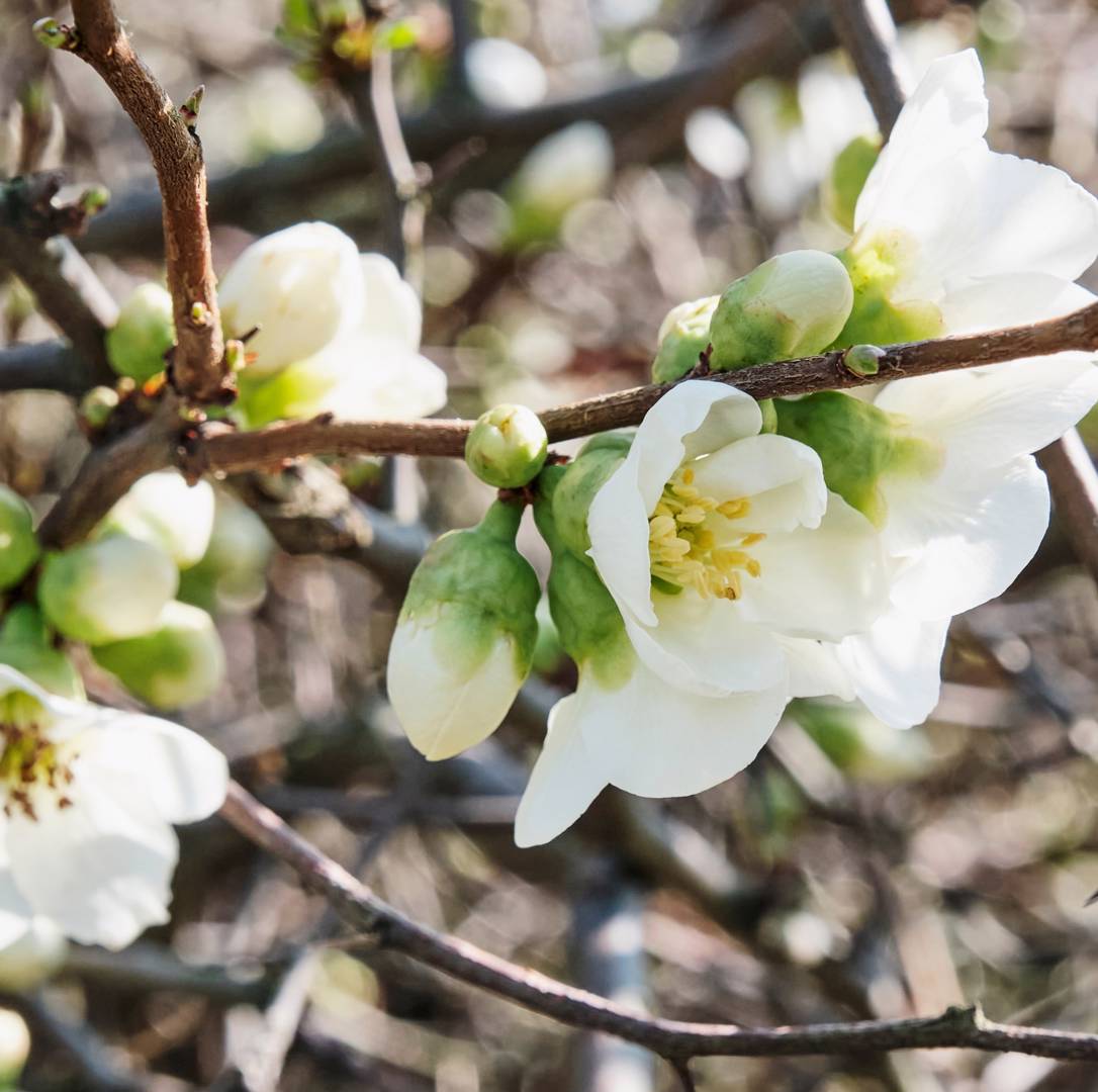 Hybridrosenkvitten Nivalis