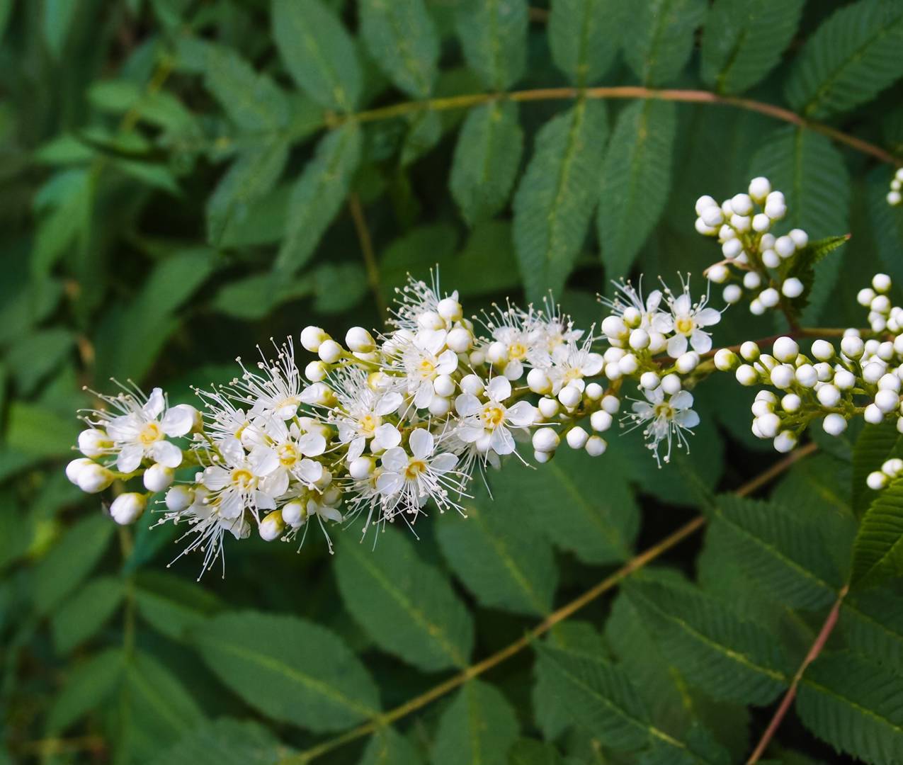 Rönnspirea 