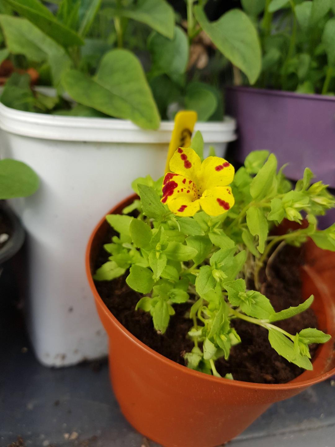 Brokgyckelblomma 