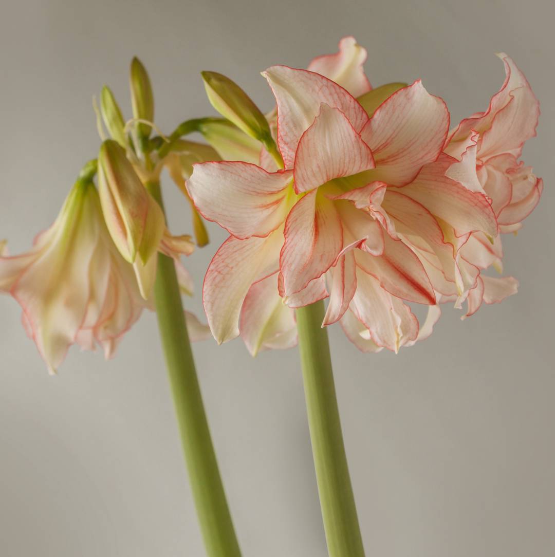 Amaryllis Harlequin