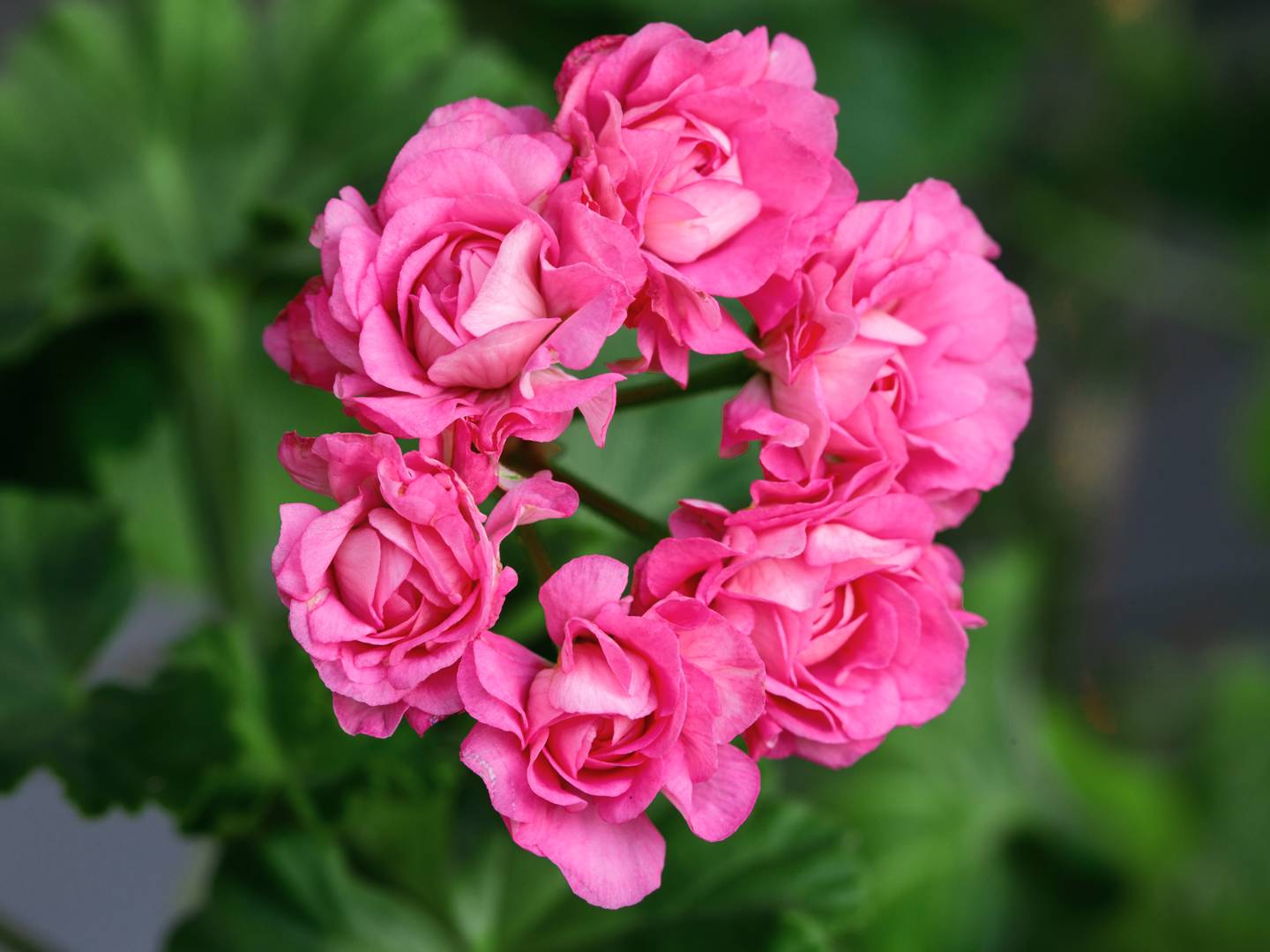Pelargon Australian Pink Rosebud