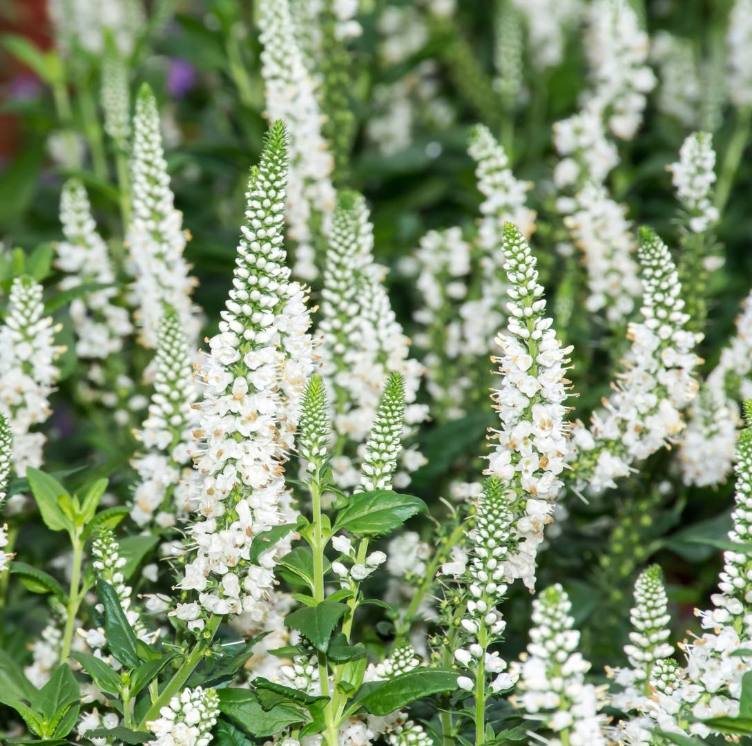Axveronika Alba