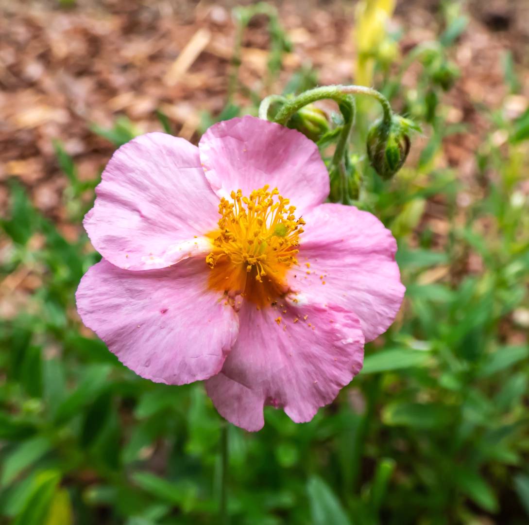Solvända Lawrenson’s Pink