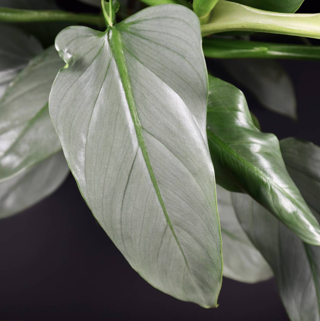 Philodendron Silver Sword