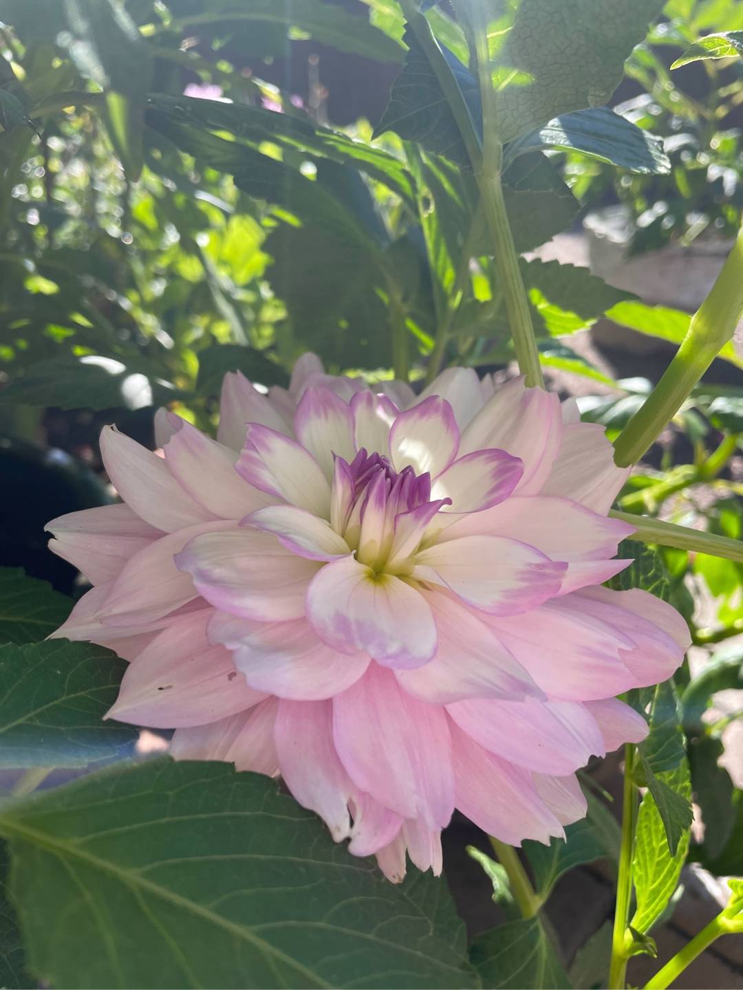 Dahlia Victoria Ann