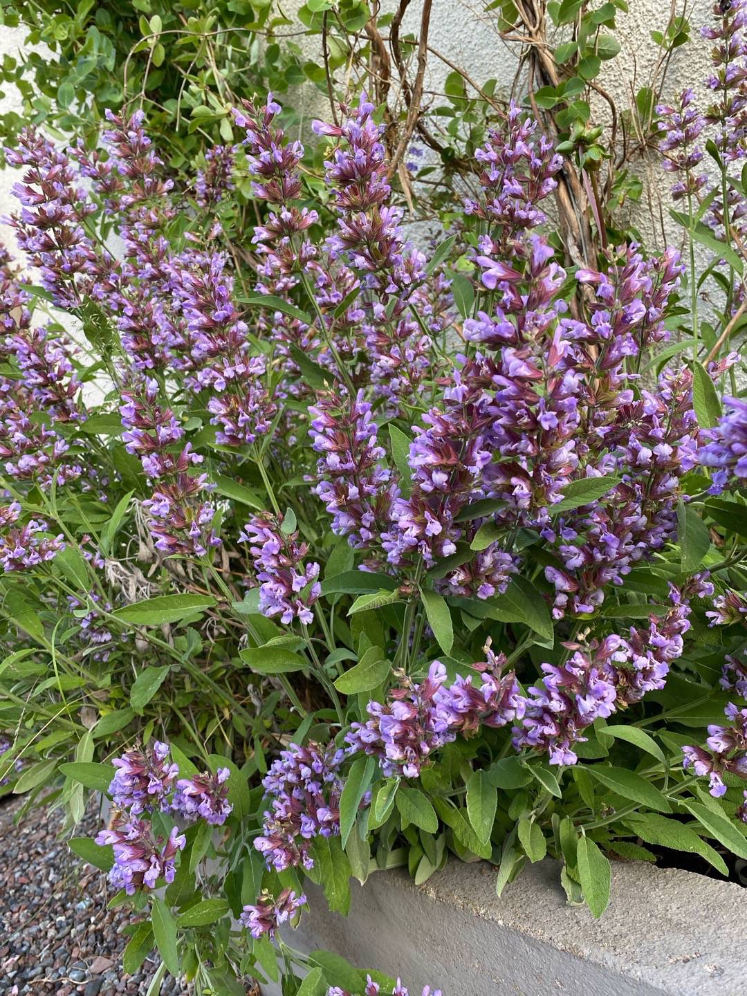 Petra på Blomstervägen