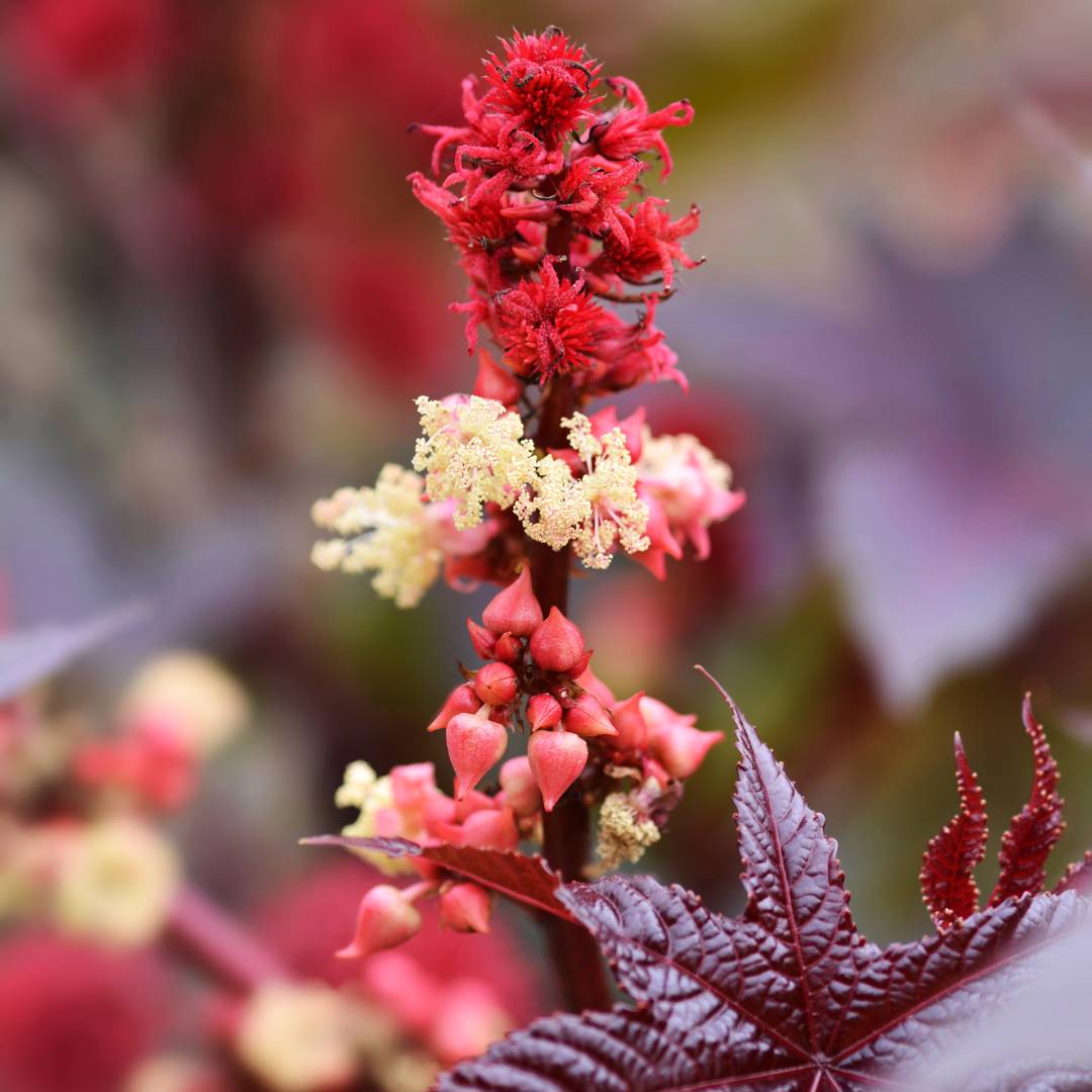 Ricin Carmencita Bright Red