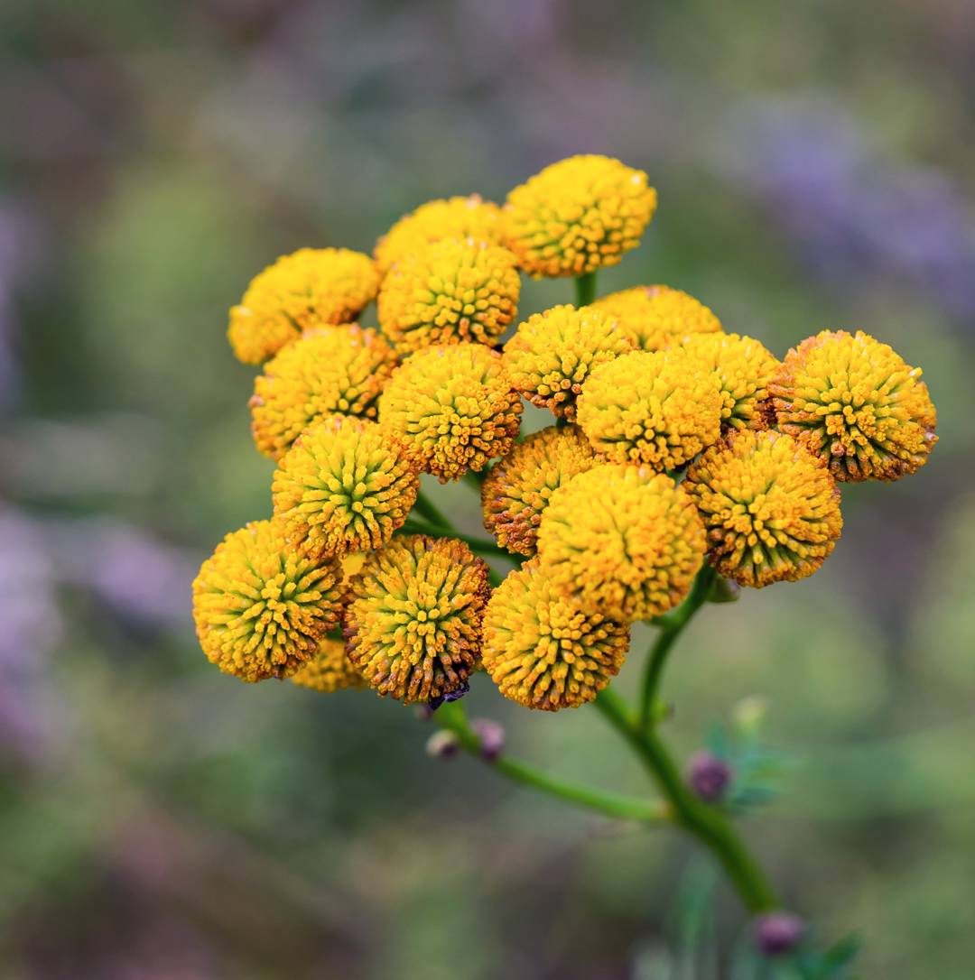 Munkrenfana Crispum