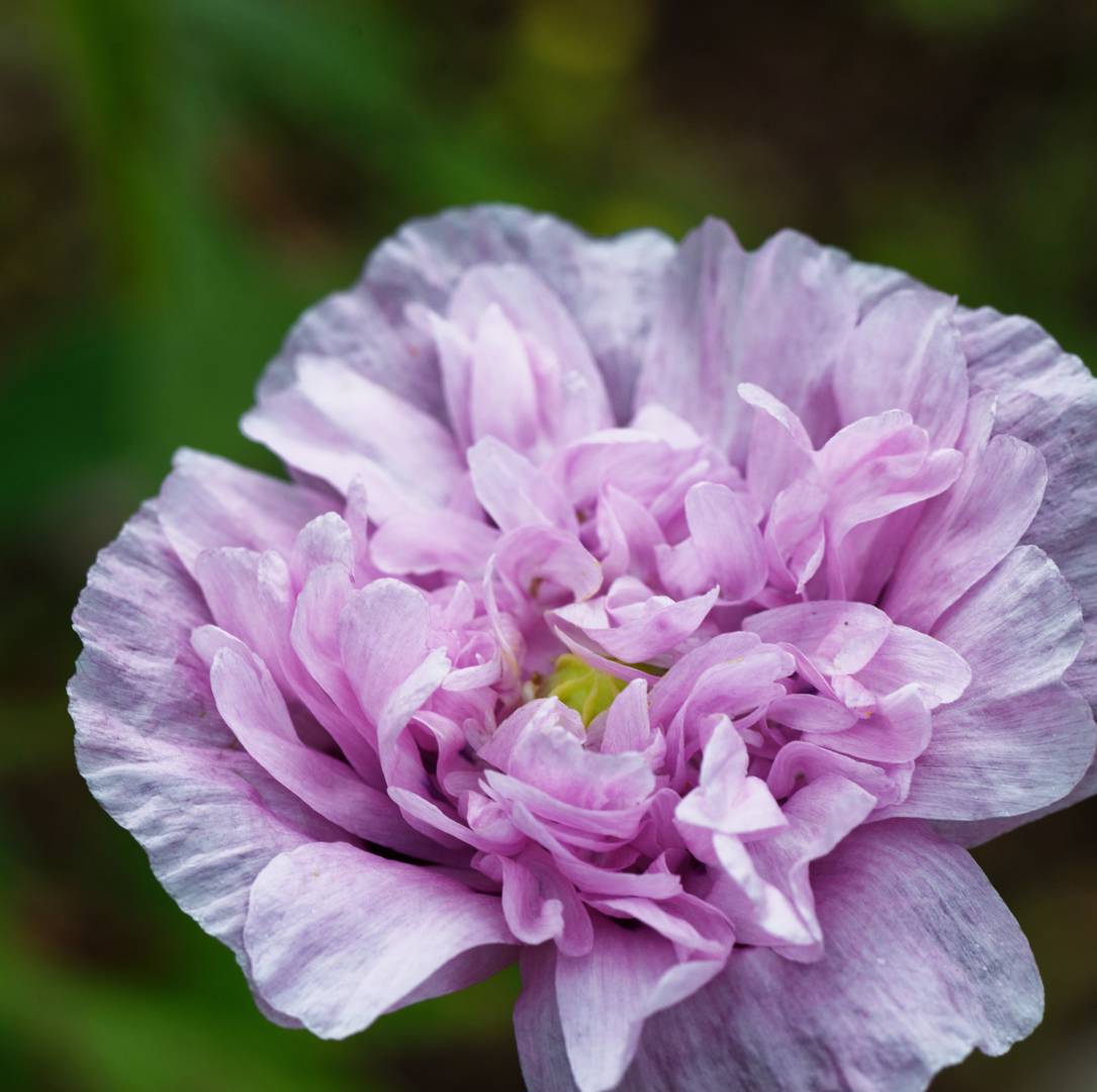 Oh!Garden Pionvallmo Candy Floss