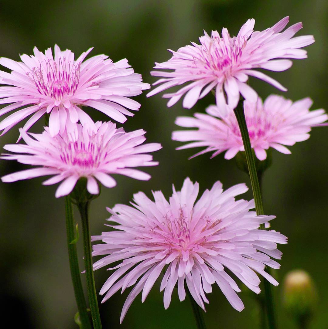 Rosenfibbla Rose Pink