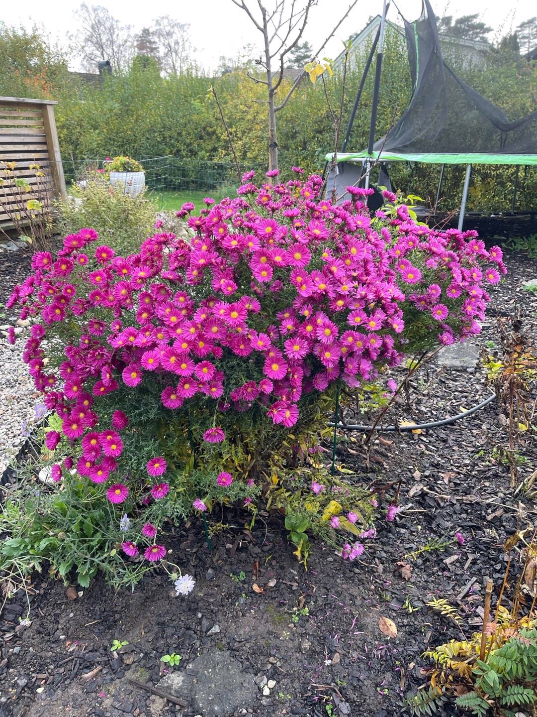 Stinas lilla trädgård