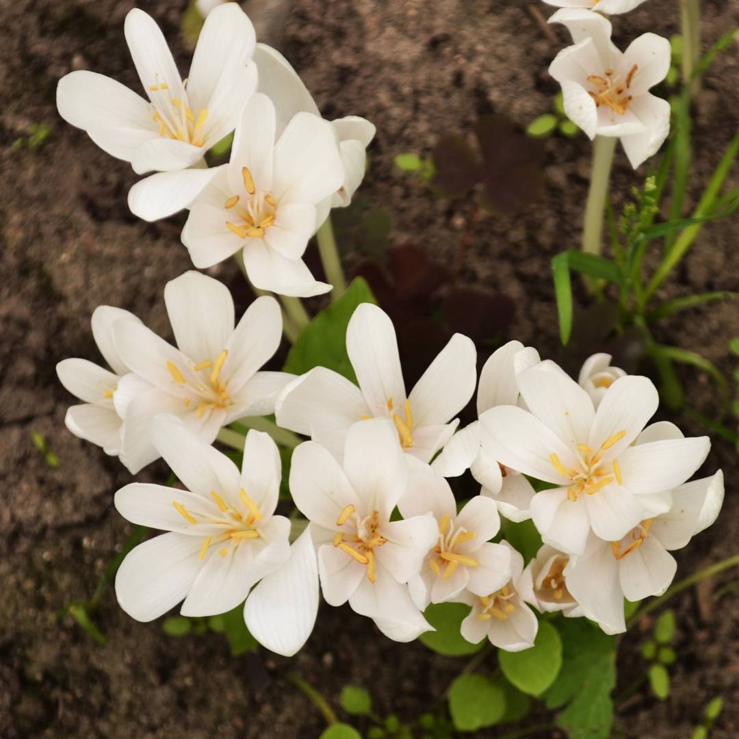 Tidlösa Alba