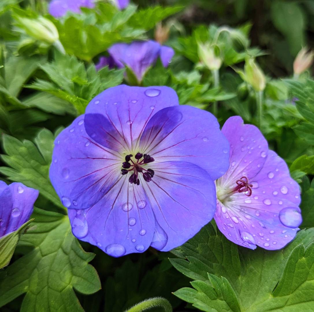 Trädgårdsnäva Johnson's Blue