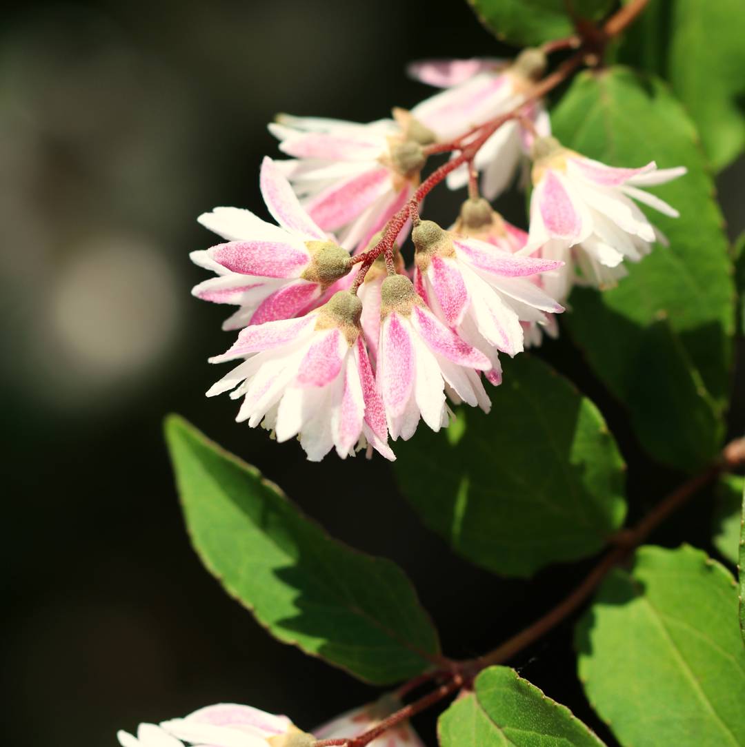Strävdeutzia Pride of Rochester