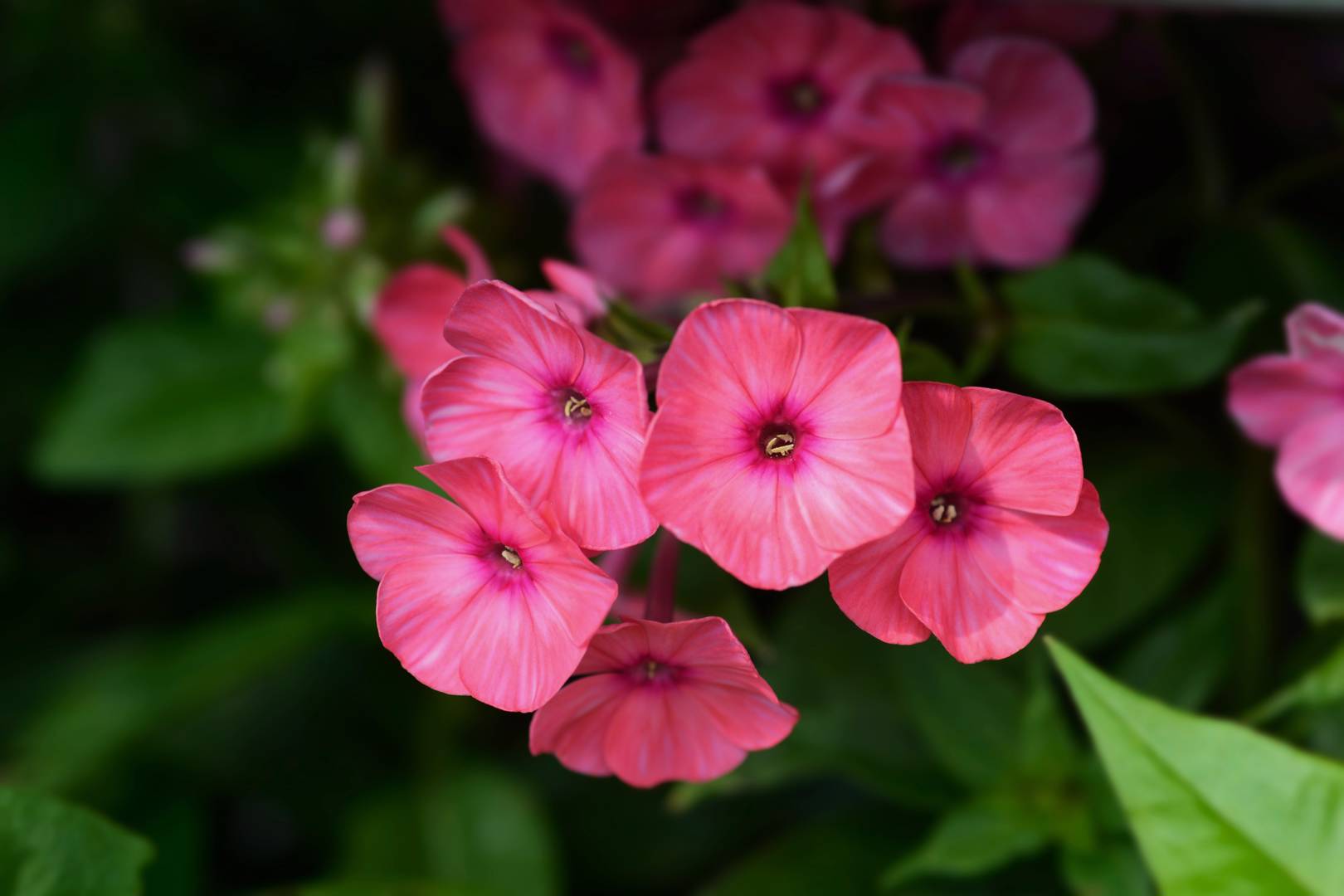 Höstflox Early Red