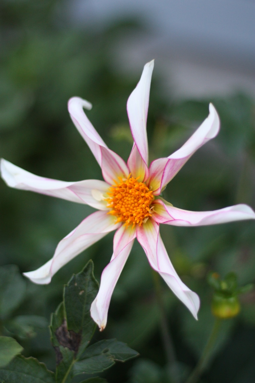 Dahlia Honka Fragile