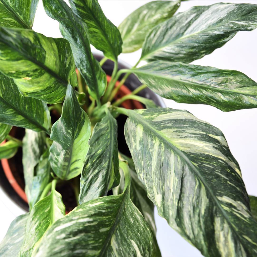 Fredskalla Diamond Variegata
