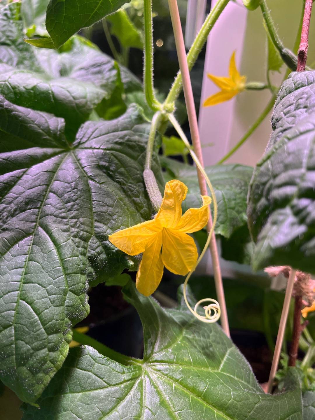 Oxhult’s Blommor & Grönt