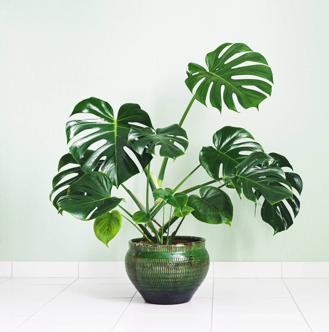 Monstera 