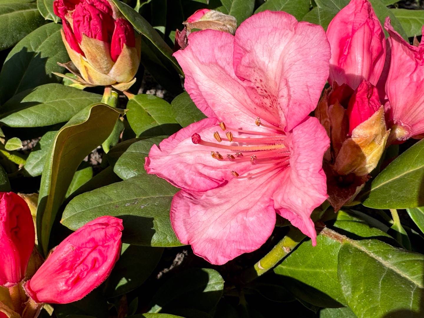 Oh!Garden - Rhododendron Virginia Richards