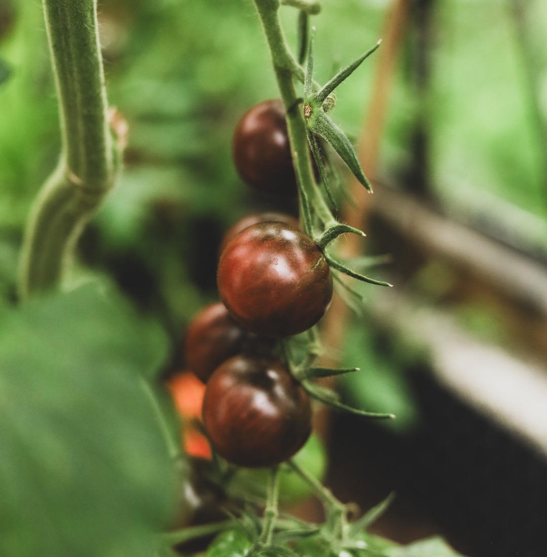 Körsbärstomat Black Cherry