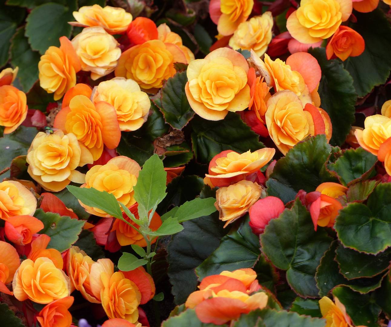 Höstbegonia Catrin
