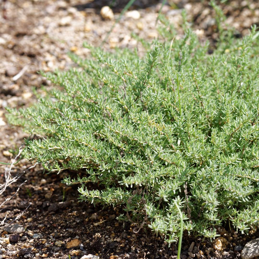 Kryddtimjan Compactus