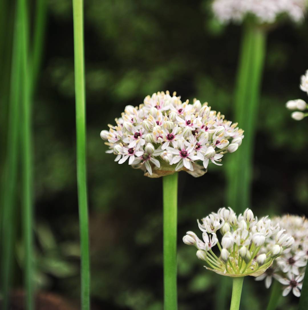 Allium Silver Spring