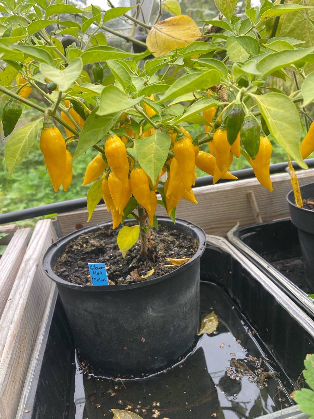 Havannapeppar Habanero Hot Lemon