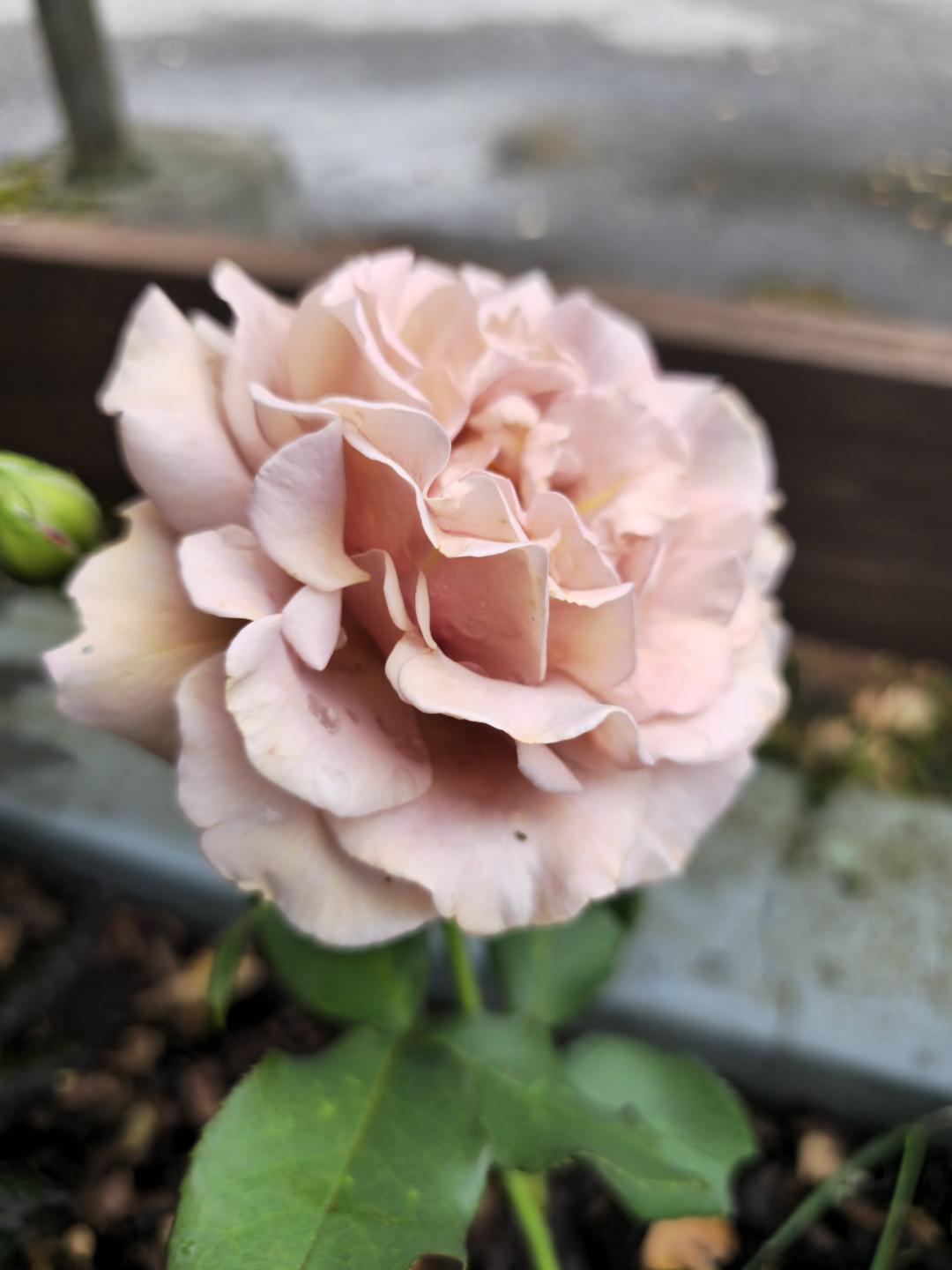 7sortersblomster