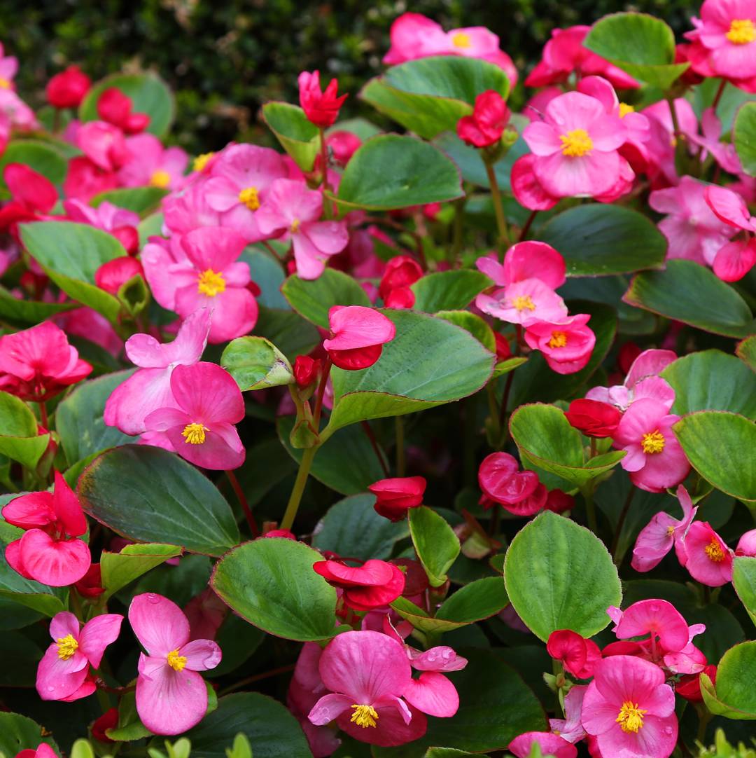 Sommarbegonia 