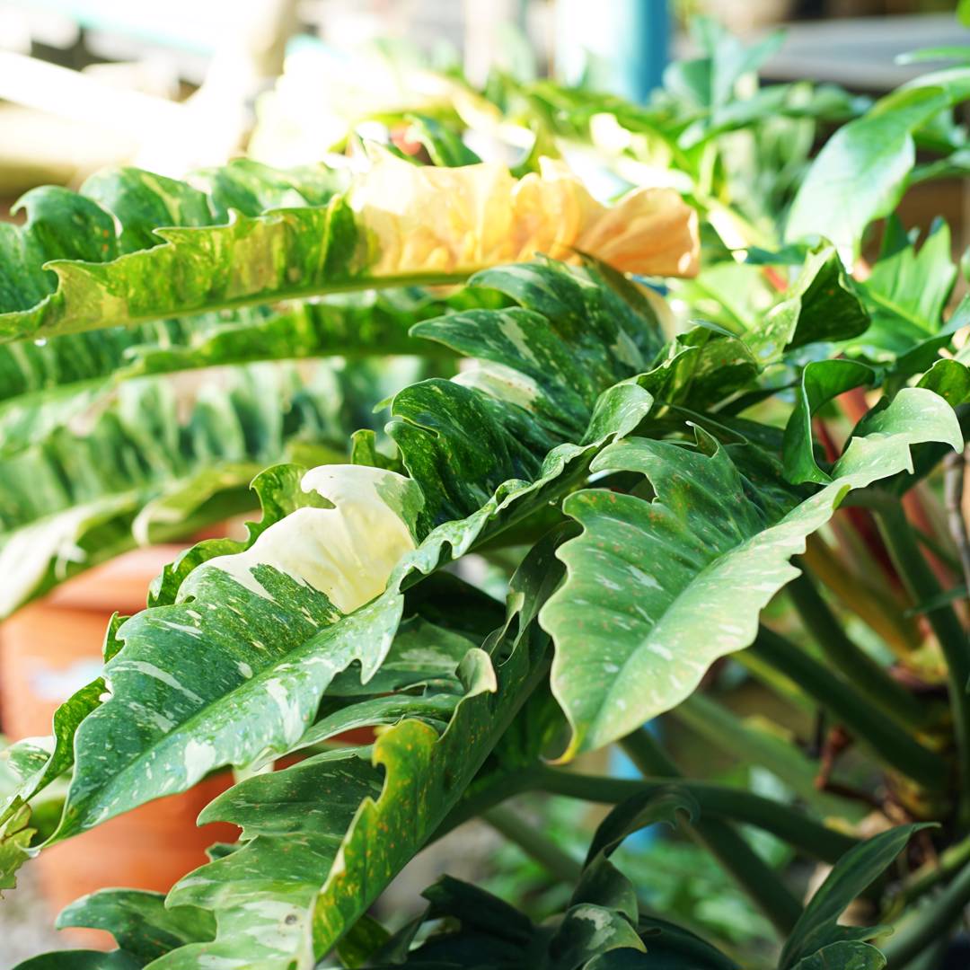 Philodendron Ring of Fire