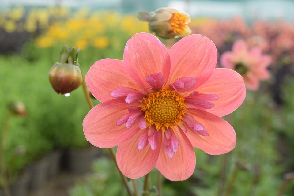 Dahlia Strawberry BonBon