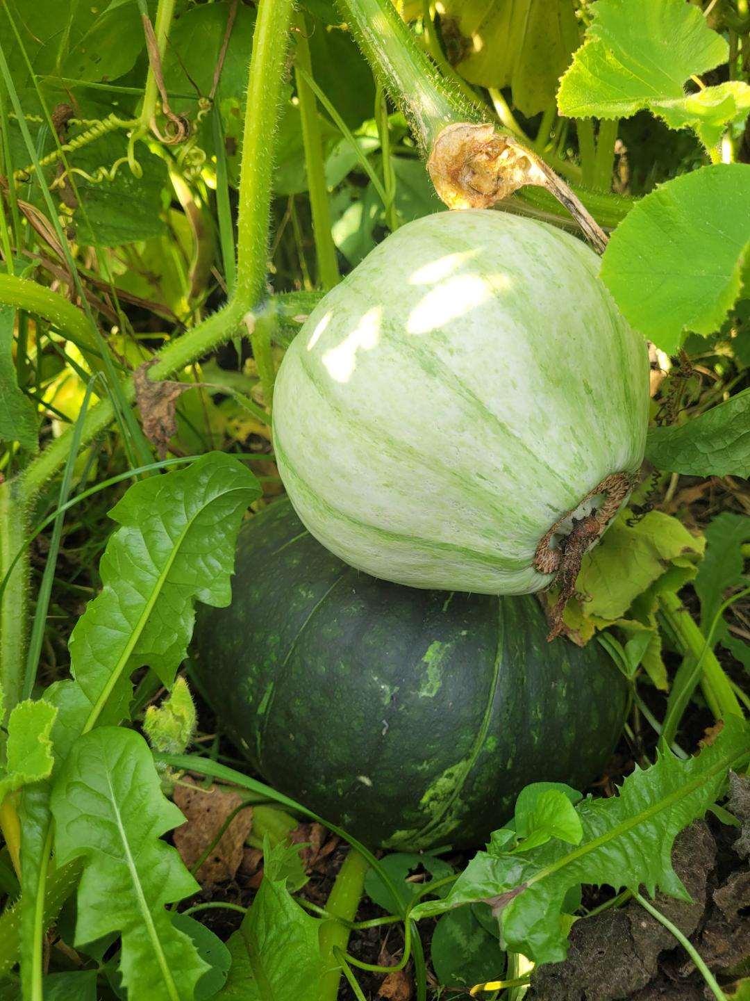 Vintersquash Sweet Meat Oregon Homestead