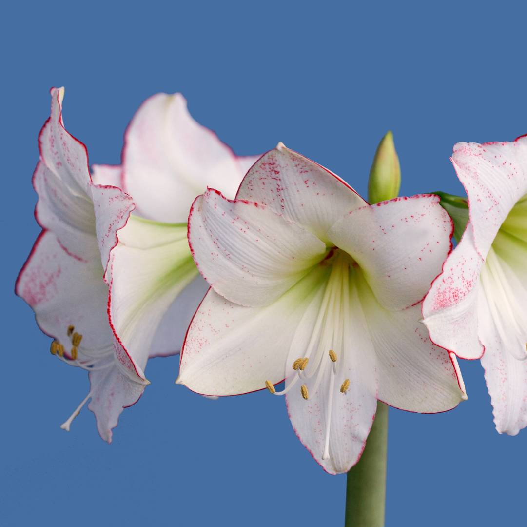 Amaryllis Picasso
