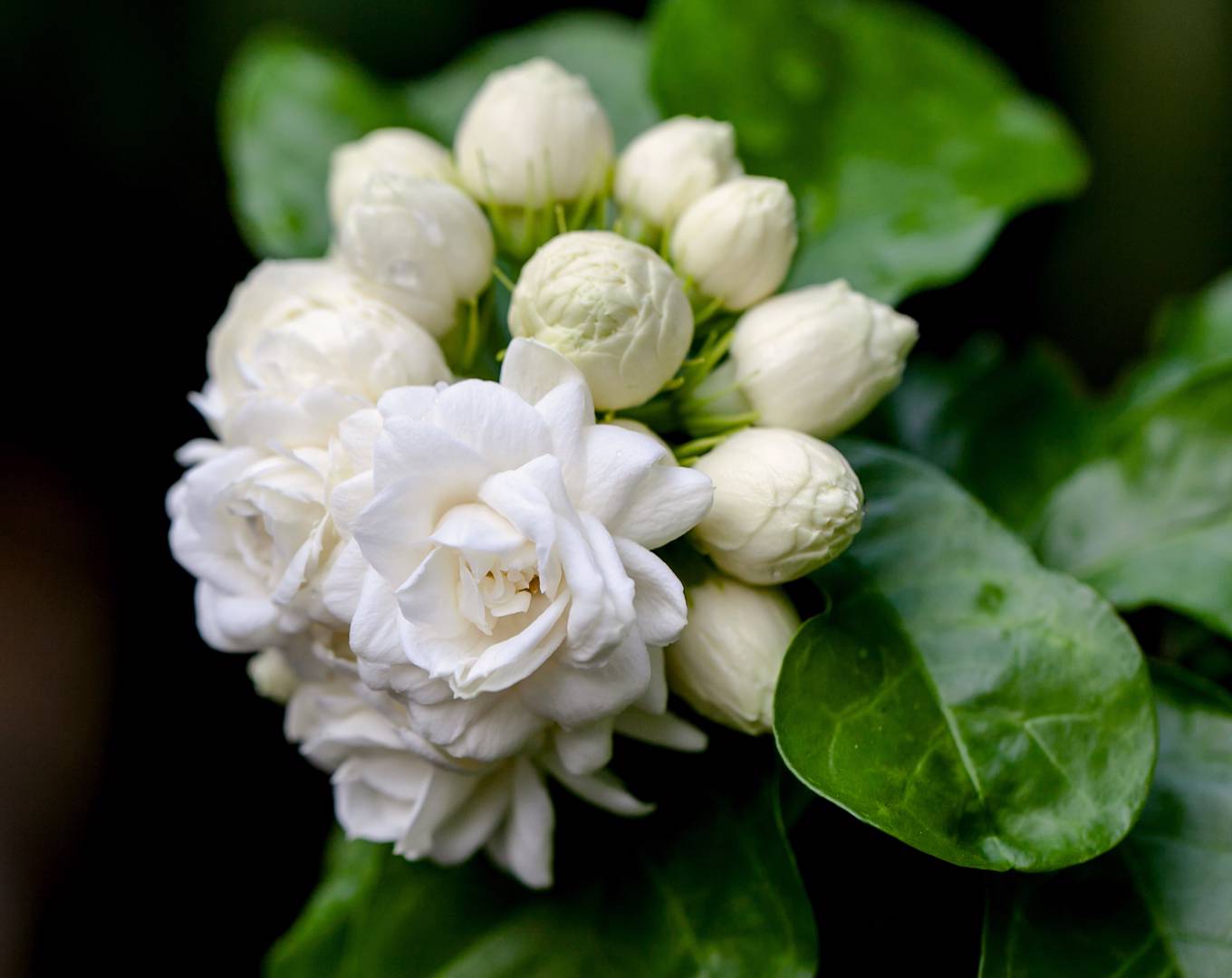 Arabisk Jasmin 