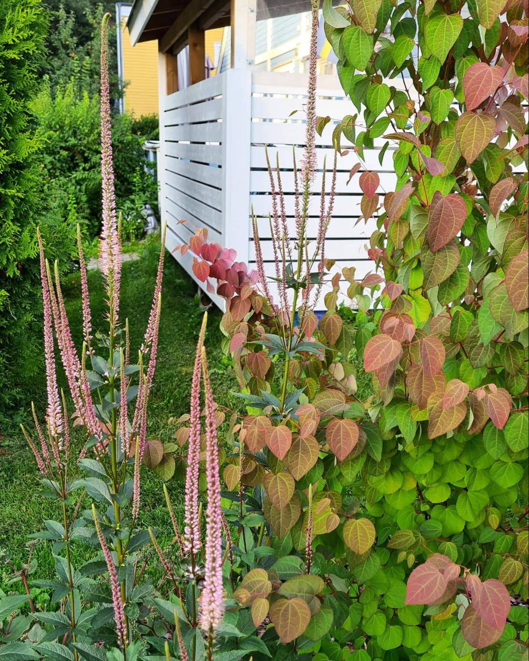 Wiklanders Trädgård