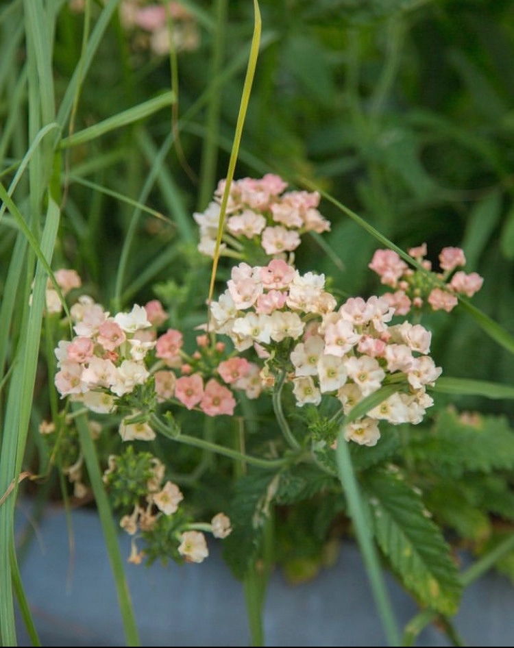 Trädgårdsverbena Peaches & Cream